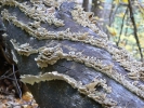 PICTURES/Sedona West Fork Fall Foliage/t_Mushroom - Gray Spirals3.JPG